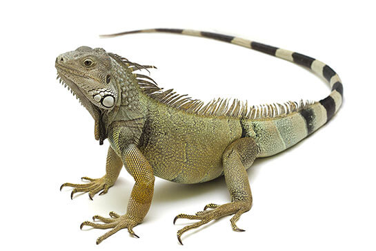 Iguane