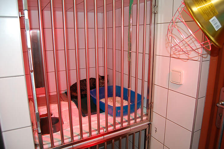 Vétérinaire pour chat à Seurre